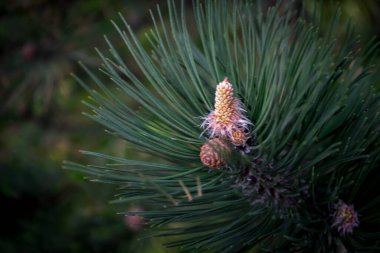 Hollanda, Lisse, Avrupa, bir fabrikaya yakın çekim