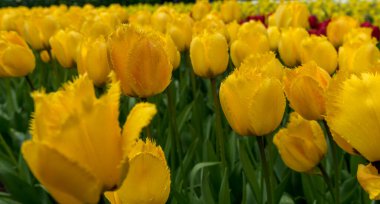 Rengarenk lale çiçekleri ve güzel bir arka plan.