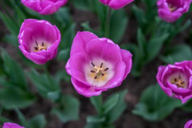 Çiçek bahçesi, Hollanda, Avrupa, bir bitkinin üzerindeki pembe çiçeğe yakın plan