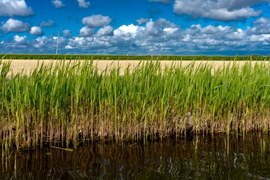 Rengarenk lale çiçekleri ve güzel bir arka plan.
