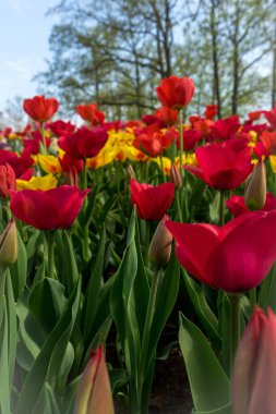 Hollanda, Lisse, Avrupa, masadaki vazoda kırmızı bir çiçeğe yakın çekim