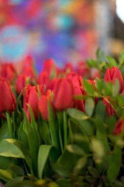 Çiçek bahçesi, Hollanda, Avrupa, bir çiçeğe yakın çekim