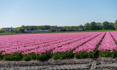 Hollanda, Lisse, Avrupa, Pembe ÇİÇEK ÇİÇEKLERİ AÇIKLAR