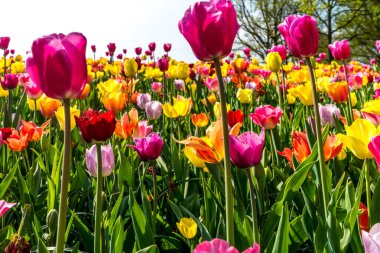 Hollanda, Lisse, Avrupa, bir çiçeğe yakın çekim