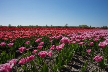 Hollanda, Lisse, Avrupa, Hitachi Sahil Parkı. Arka planda Hitachi Sahil Parkı olan bir tarlada pembe bir çiçek.