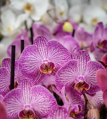 Hollanda, Lisse, Avrupa, Pembe ÇİÇEKLERİN KAPALI