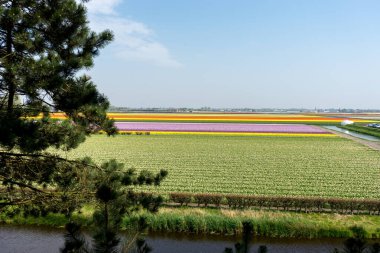 Hollanda, Lisse, Avrupa, arka planda su olan bir bahçe