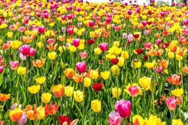 Hollanda, Lisse, Avrupa, bir bitkinin üzerindeki renkli bir çiçek
