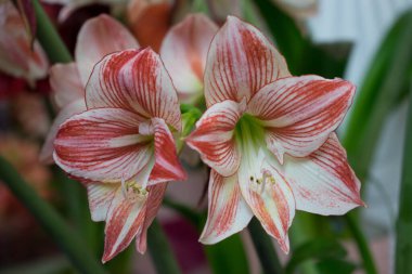 Bir bahar günü güzel bir arka planı olan güzel renkli orkide çiçekleri.