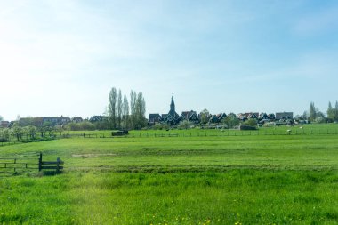 Hollanda, Sulak Topraklar, Maarken, Avrupa, yemyeşil bir tarlada otlayan sığır sürüsü.