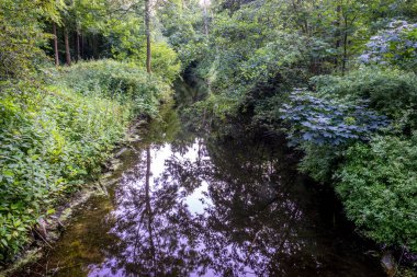 Haagse Bos 'ta bir su birikintisi, Lahey' de bir orman, Hollanda, Avrupa