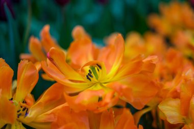 Çiçek bahçesi, Hollanda, Avrupa, bir çiçeğe yakın çekim