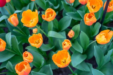Çiçek bahçesi, Hollanda, Avrupa, bir portakal çiçeği