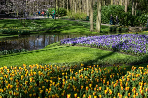 欧洲的花园 黄花在田野里 背生着基肯霍夫 — 图库照片