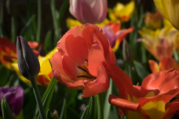 Netherlands Lisse Europe Close Flower — Stock Photo, Image