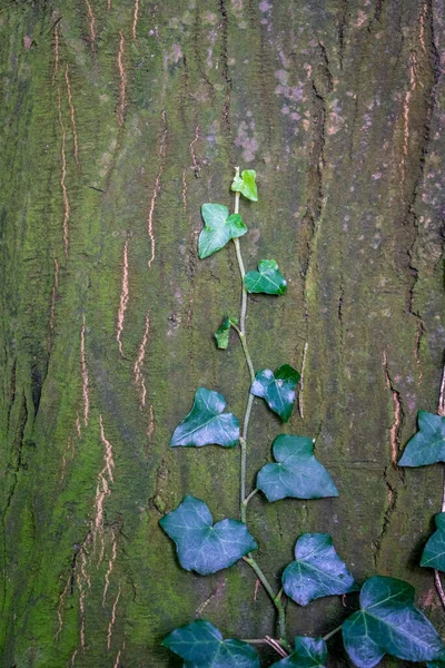 Young Creeper Growing Bark Tree Haagse Bos Forest Hague Netherlands — Stock Photo, Image