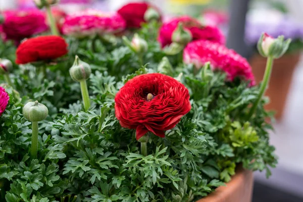 Jardín Flores Países Bajos Europa Primer Plano Una Flor — Foto de Stock