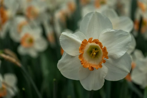 Pays Bas Lisse Europe Gros Plan Une Fleur — Photo