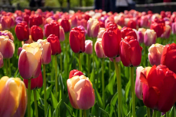 春の日に美しい背景を持つ美しいカラフルなチューリップの花 — ストック写真