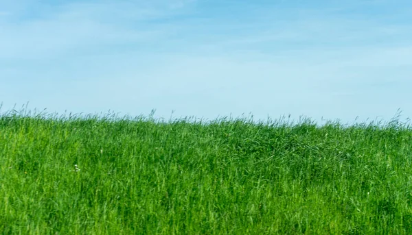 オランダ マーク ヨーロッパ 背の高い緑の草 — ストック写真