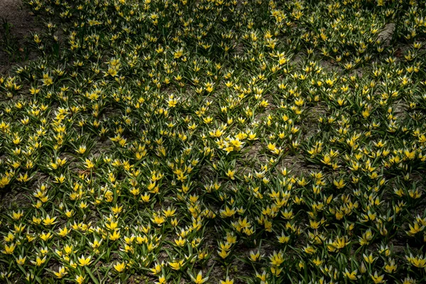 Países Bajos Lisse Europa Full Frame Shot Fresh Yellow Plants —  Fotos de Stock