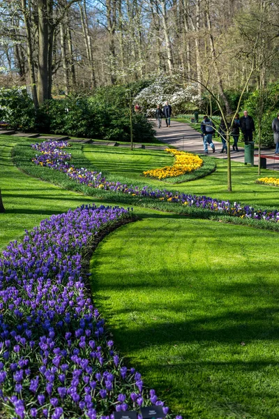 Jardin Fleurs Pays Bas Europe Gros Plan Champ Verdoyant — Photo