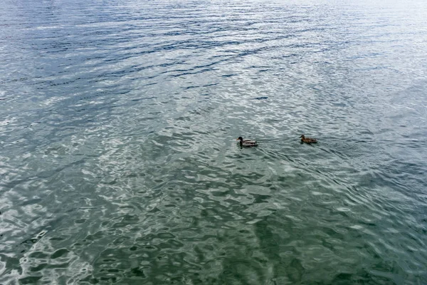 Italia Varenna Lago Como Patos Nadando Agua Junto Cuerpo Agua — Foto de Stock