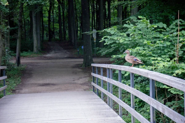 Pato Com Vista Para Ponte Sobre Uma Lagoa Haagse Bos — Fotografia de Stock