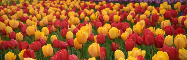 Rengarenk Lale Çiçekleri Güzel Bir Arka Plan — Stok fotoğraf