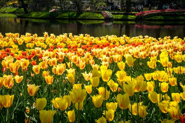 Нидерланды Лиссе Европа Ваза Наполненная Водой Желтым Цветком — стоковое фото