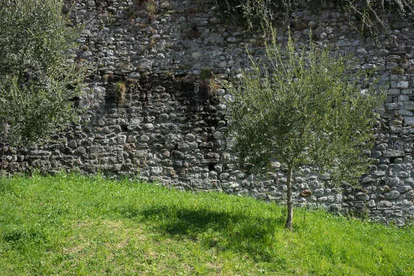 Italien Menaggio Comer See Kleiner Baum Auf Gras — Stockfoto