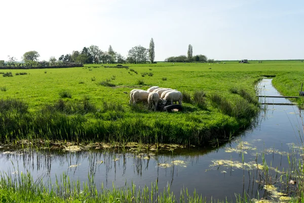 オランダ マーケン ヨーロッパ 緑豊かな緑のフィールドの上に立っている羊の群れ — ストック写真