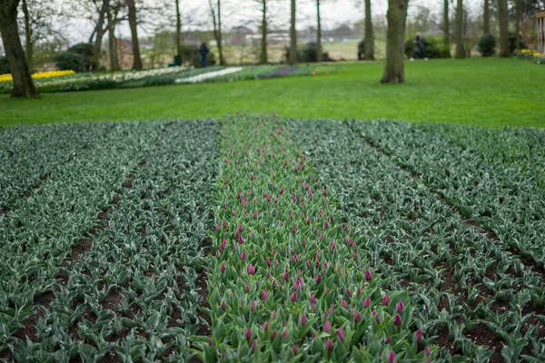 Flower garden, Netherlands, Europe, a person standing on a lush green field