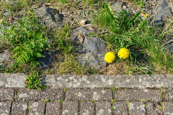 Netherlands Wetlands Maarken Yellow Flower Footpath — Stock Photo, Image