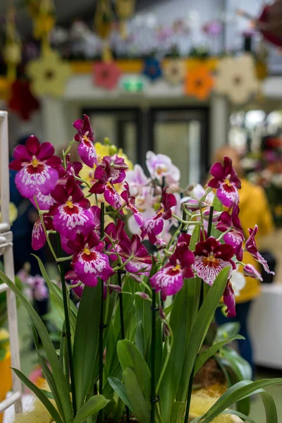 Jardín Flores Países Bajos Europa Primer Plano Una Flor — Foto de Stock