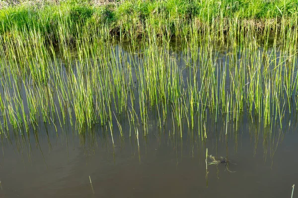 Netherlands Wetlands Maarken Europe Pond Next Body Water — стоковое фото