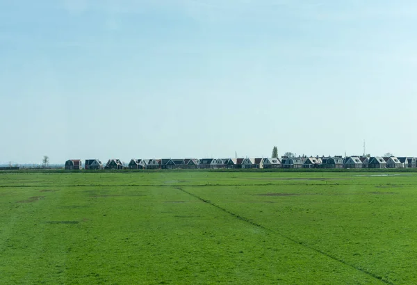 Niederlande Feuchtgebiete Maarken Europa Eine Rinderherde Die Auf Einer Saftig — Stockfoto