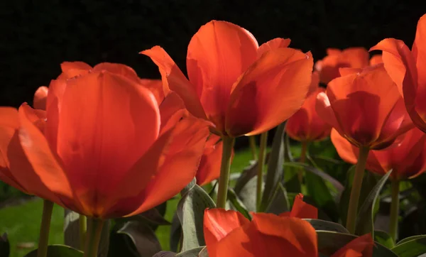 Hollandia Lisse Európa Egy Virág Közelsége — Stock Fotó