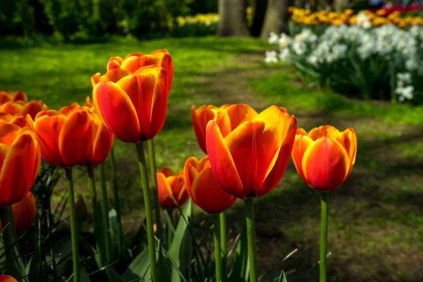 Niederlande Lisse Europa Schläge Von Tulips — Stockfoto