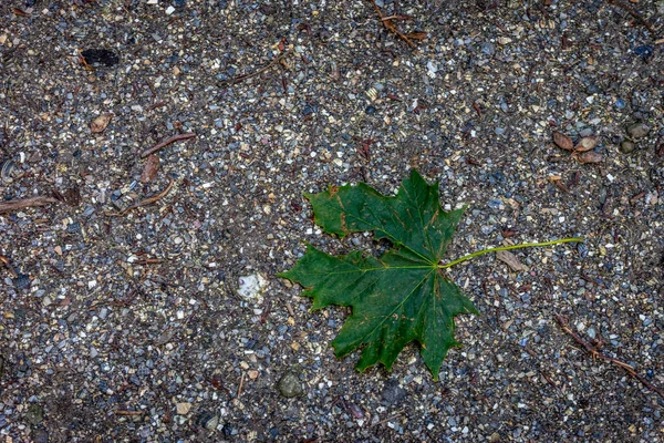 Maple Leaf Ground Haagse Bos Forest Hague Netherlands Europe — Stock Photo, Image