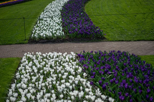 Flower Garden Paesi Bassi Europa Primo Piano Giardino Fiorito — Foto Stock