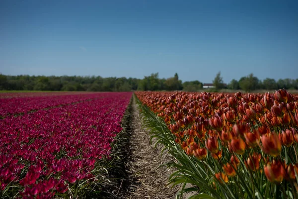Niederlande Lisse Europa Eine Gruppe Bunter Blumen Auf Einem Feld — Stockfoto