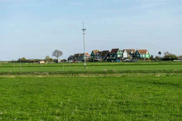 Nizozemsko Mokřady Maarken Evropa Stádo Zvířat Stojící Vrcholu Bujné Zelené — Stock fotografie