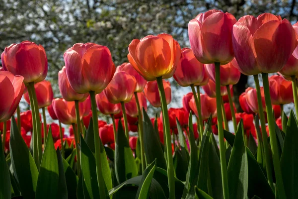 オランダ リスス ヨーロッパ 花の終わり — ストック写真