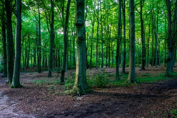 Solljus Genom Tätt Packade Träd Haagse Bos Skog Haag Nederländerna — Stockfoto