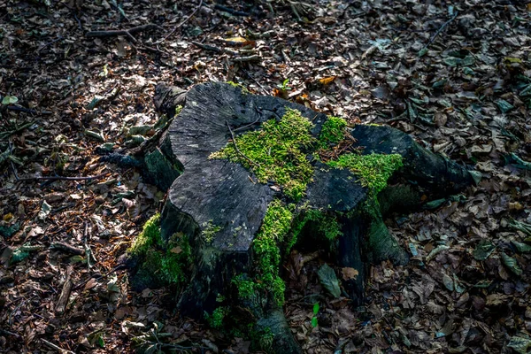 在荷兰海牙森林的Haagse Bos的树桩上生长着苔藓 周围长满了干枯的叶子 — 图库照片