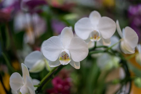 Flower Garden Paesi Bassi Europa Primo Piano Fiore — Foto Stock