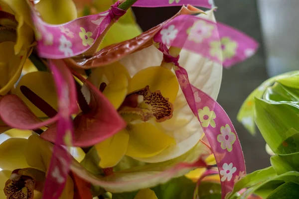 Jardín Flores Países Bajos Europa Primer Plano Una Flor — Foto de Stock