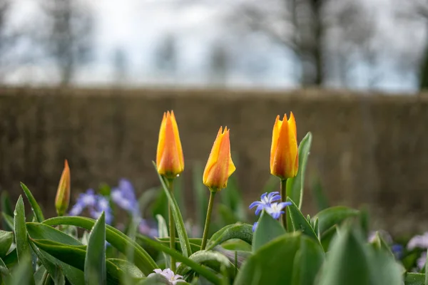 Λουλούδι Κήπο Ολλανδία Ευρώπη Ένα Κοντινό Πλάνο Ενός Λουλουδιού — Φωτογραφία Αρχείου
