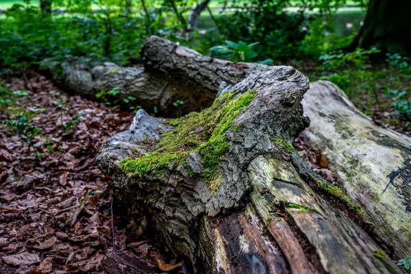 Moss Sobre Tronco Madeira Haagse Bos Floresta Haia Países Baixos — Fotografia de Stock